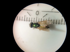 Chloromyia formosa
