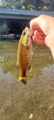 Micropterus dolomieu