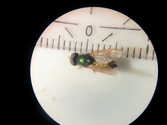 Chloromyia formosa