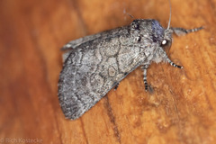 Pseudopanthea palata