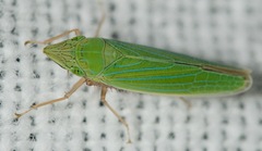 Draeculacephala robinsoni