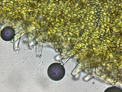 Inocybe oetziana