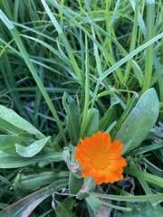 Calendula officinalis