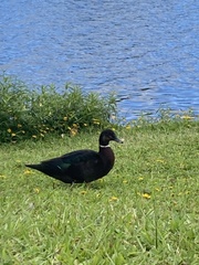 Anas platyrhynchos × Cairina moschata