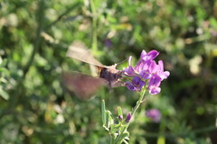 Anagrapha falcifera