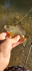 Lepomis macrochirus × cyanellus