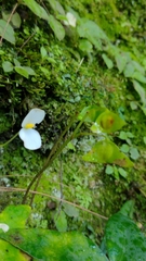 Begonia corzoensis