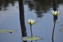 Nymphaea ampla