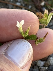 Trifolium monanthum