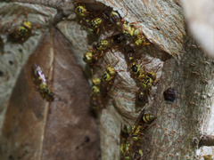 Ropalidia romandi