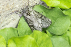 Pseudopanthea palata