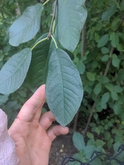 Prunus padus