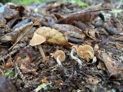 Cortinarius acutus