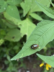 Kuschelina tenuilineata