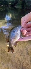 Lepomis cyanellus