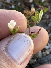 Trifolium monanthum