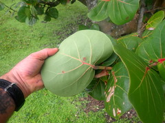 Coccoloba uvifera
