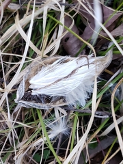 Asclepias syriaca
