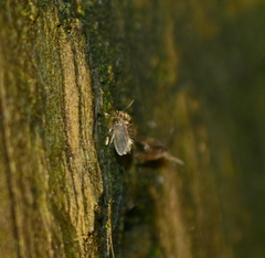 Psychodinae
