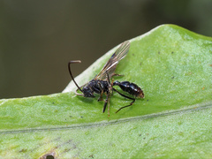 Rhytidoponera