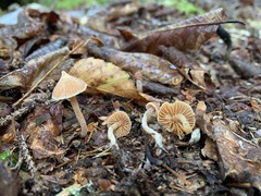 Cortinarius acutus