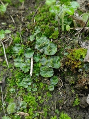 Lunularia cruciata
