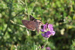 Anagrapha falcifera
