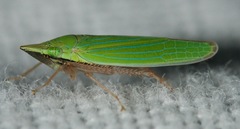 Draeculacephala robinsoni