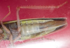 Draeculacephala robinsoni