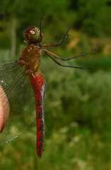 Sympetrum rubicundulum