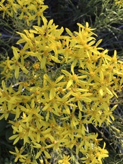 Senecio spartioides