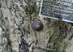 Caracolus marginella