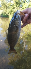Micropterus dolomieu