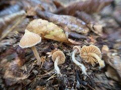 Cortinarius acutus