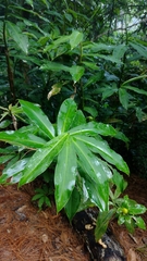 Costus pictus