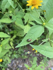 Kuschelina tenuilineata