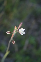 Hesperantha pilosa