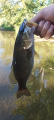 Micropterus dolomieu
