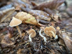Cortinarius acutus
