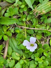 Bacopa monnieri