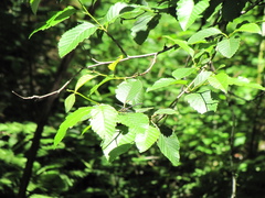 Octogomphus specularis