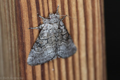 Pseudopanthea palata