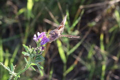 Anagrapha falcifera