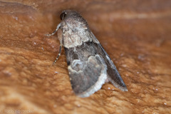 Properigea continens