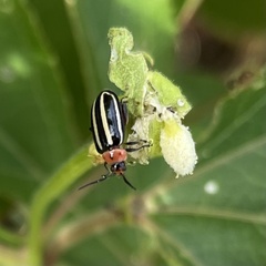 Disonycha glabrata
