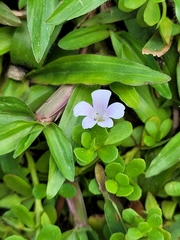 Bacopa monnieri