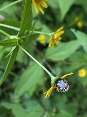 Euphoria subtomentosa