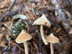Cortinarius acutus
