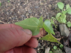 Thespesia populnea