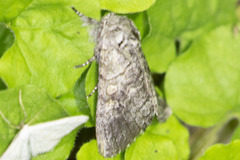 Pseudopanthea palata